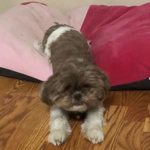 Meet your Posher, Janice